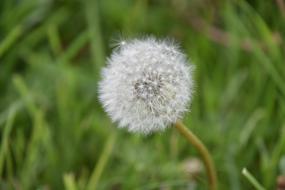 Dandelion Nature Plant