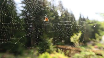 Spider Nature