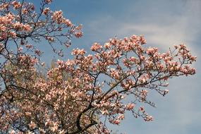 Flower Plant Nature