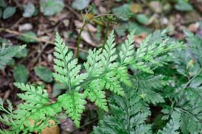 Fern Plant Nature