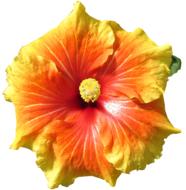 Hibiscus Flower Tropical