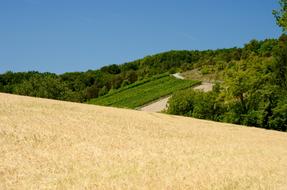 Wheat Wine Vines