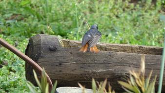 peculiar bird on a log