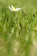 Anemones Flower Grass