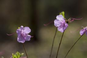 Nature Flowers Plants