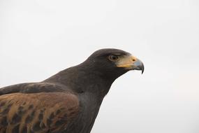 brown eagle wild