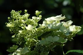 Nature Flora Flower