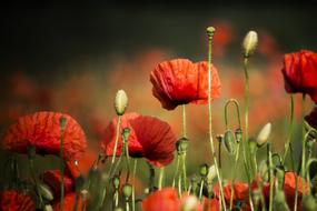 Poppies Meadow Field