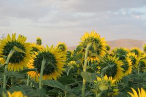 Sunflower Facing The Day Plant