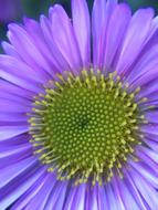 Nature Flower Summer