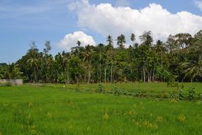 Nature Tree Grass