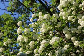 White Rose Tree