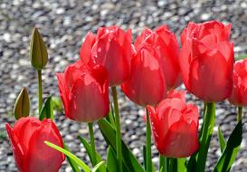 Tulip Flower Nature