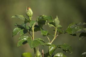 Rose Bud Garden