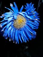 Nature Flora Beautiful