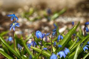 blue flowers with leaves
