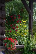 Flower Garden Plant