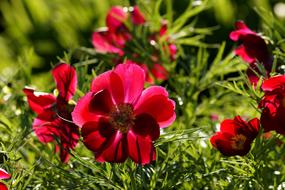 Anemone Red