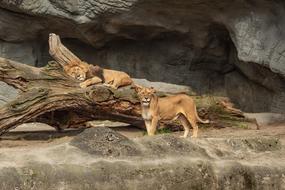 Nature Mammal Rock Animal