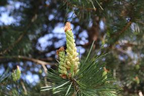 Tree Needle Pine