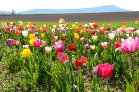 Tulips Tulip Field Tulpenbluete