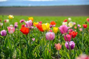 Tulips Tulip Field Tulpenbluete