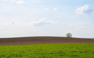 green field with trees view