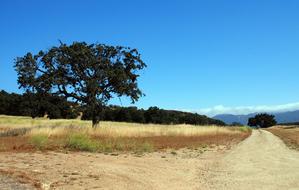Nature Landscape Tree