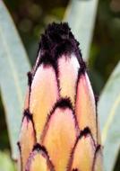 Protea Flower Bud