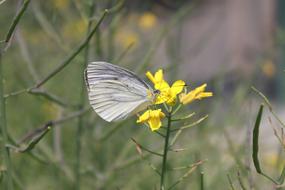 Nature Butterfly Insects Noel