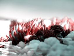 Nature Flower Close Up