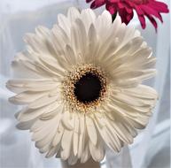 Flower Petal Flora