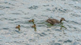 Ducks Chicks Nature