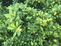 Finery Spring Awakening