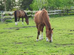 Animals Pasture Land Farm