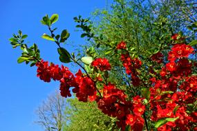 red flowers on trees