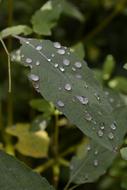 Leaf Plant Nature