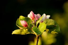 a flower bud on a tree