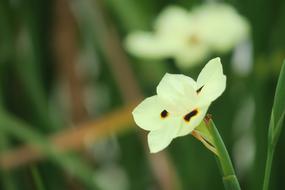 Iris Nature Plant
