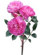 Rose Flower Stem Deep Pink
