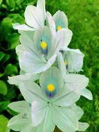 Flower Flora Nature