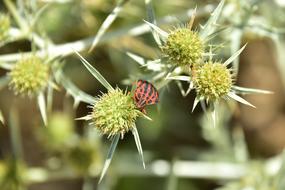 Plants Garden Insects