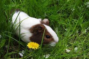 Lawn Charming Animals