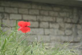 Nature Outdoor Plant