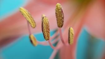 Nature Closeup Desktop