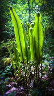 Plant Leaf Nature