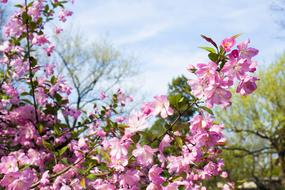 Flower Plant Nature