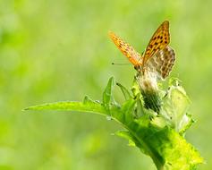 Butterfly macro blur nature