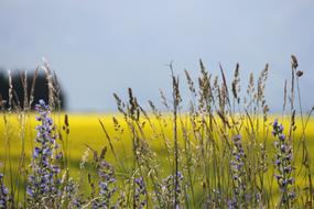 Nature Field Outdoors