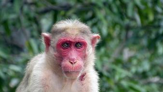 Monkey Nature Animal